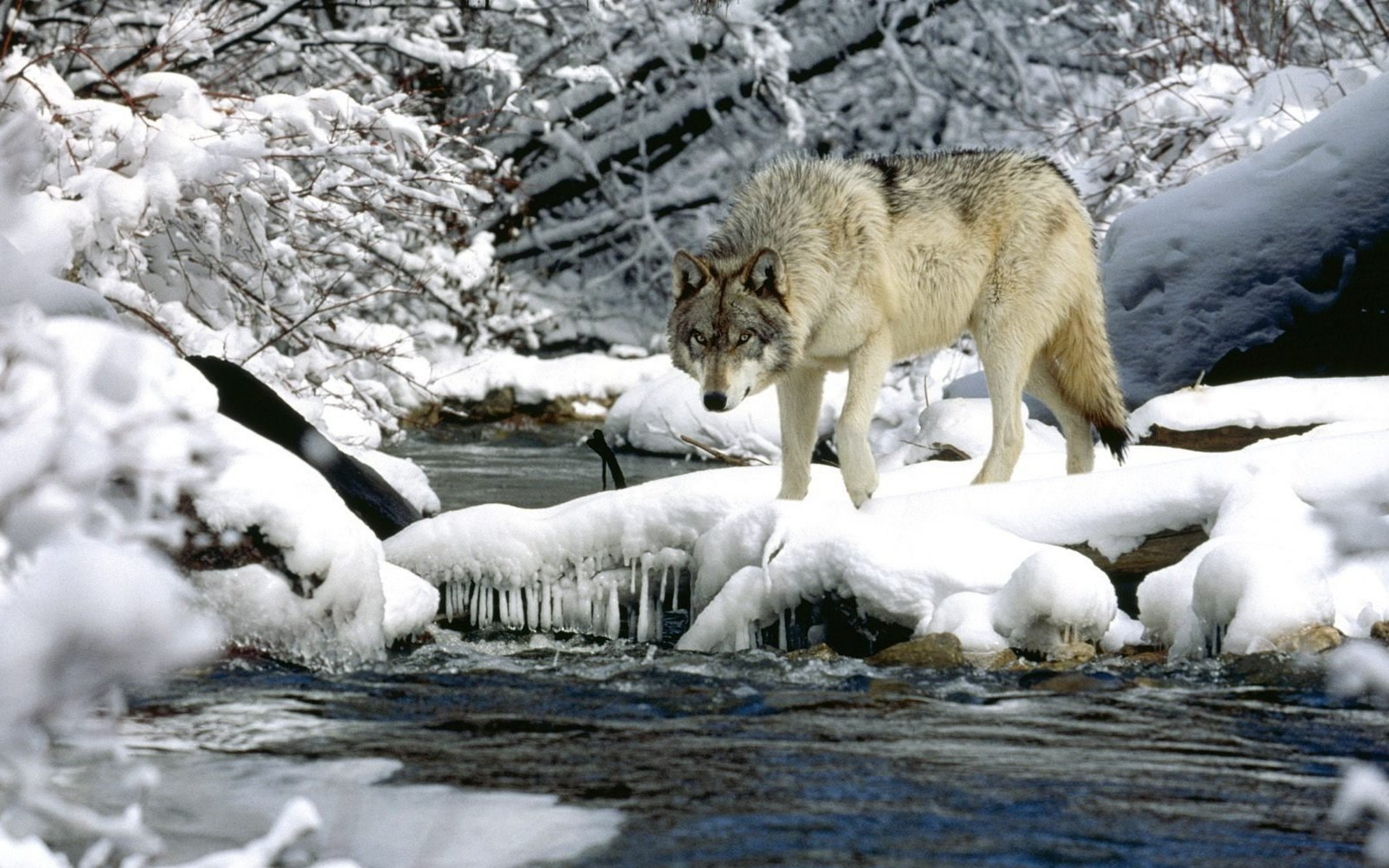 A lone wolf waiting by the water.